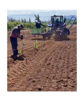 Plantación Mecanizada de...
