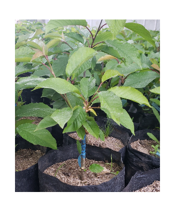 Plantas de Cerezo